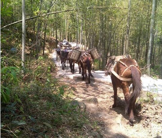 香洲区马帮运输电话