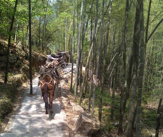 香洲区山路马队运输