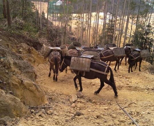香洲区山区马队运输