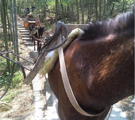 香洲区骡马队运输