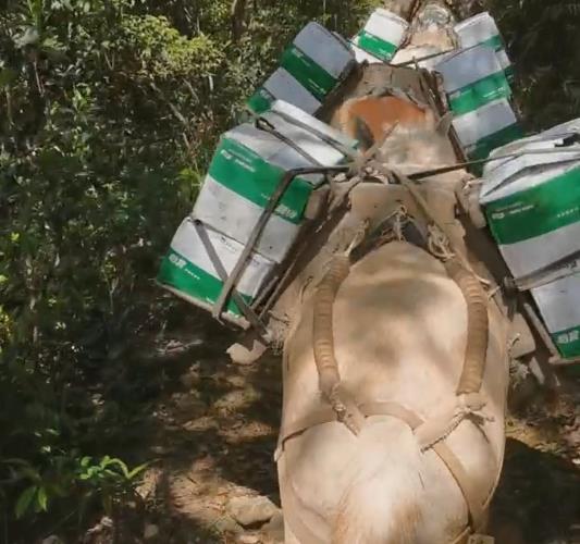 香洲区骡马山路运输