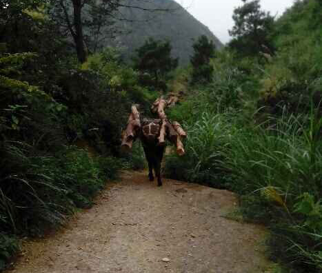 香洲区骡马运输