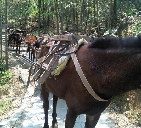 香洲区山路骡马运输