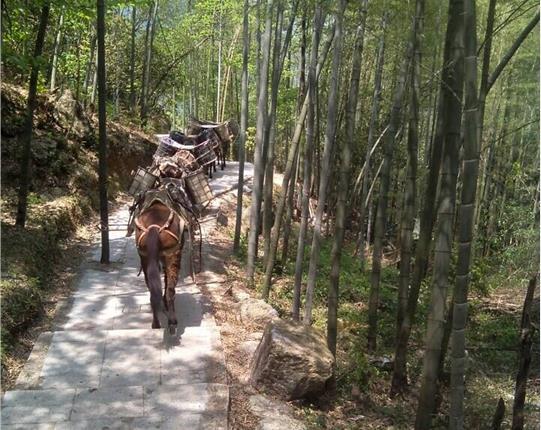 香洲区山区骡马运输