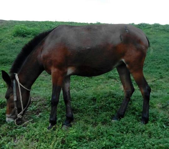 香洲区骡马搬运