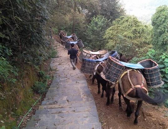 香洲区骡马运输电话