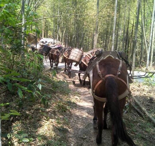 香洲区骡马运输公司