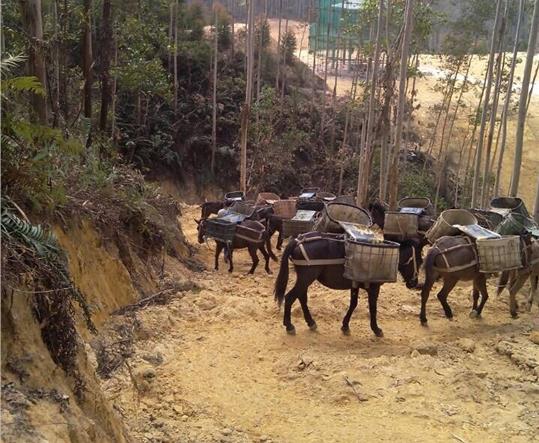 香洲区马帮山路运输