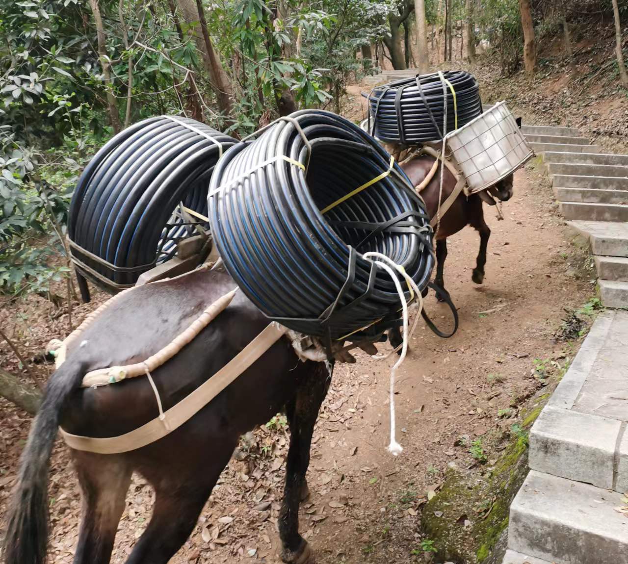 香洲区马帮运输