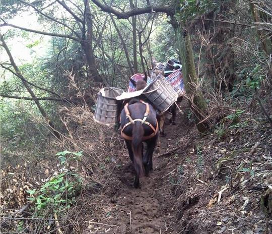 香洲区马帮运输公司