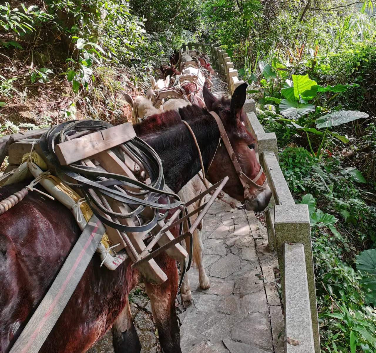 香洲区马队运输