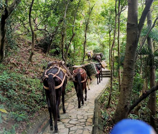 香洲区马队运输电话