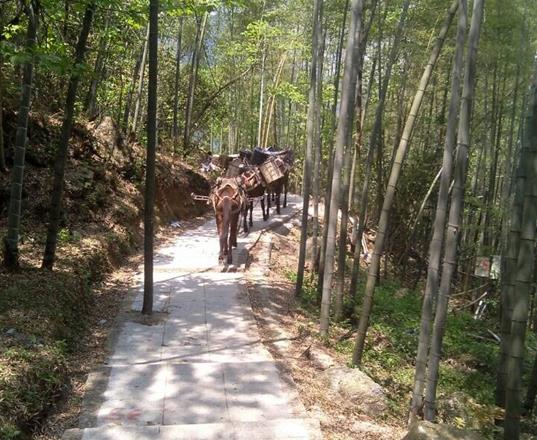 香洲区马队运输公司