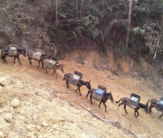 香洲区山路马帮运输